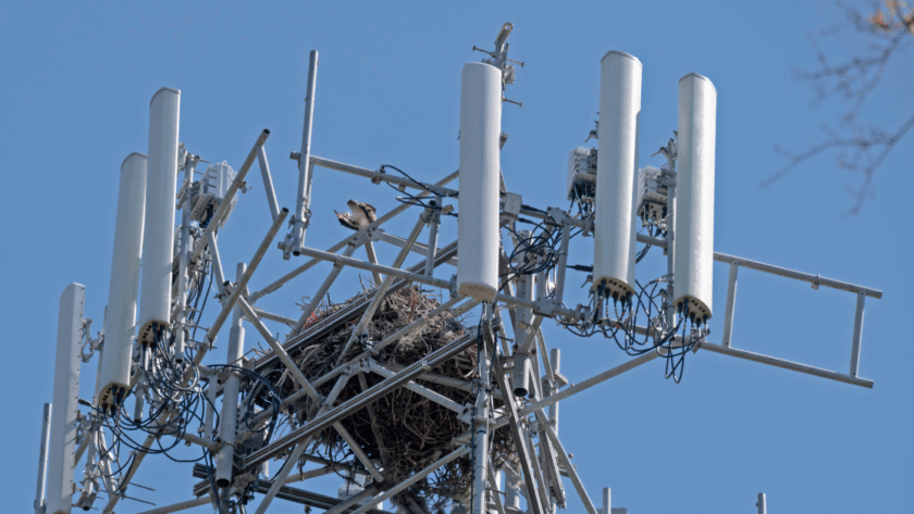 Telecom tower with eagles nest