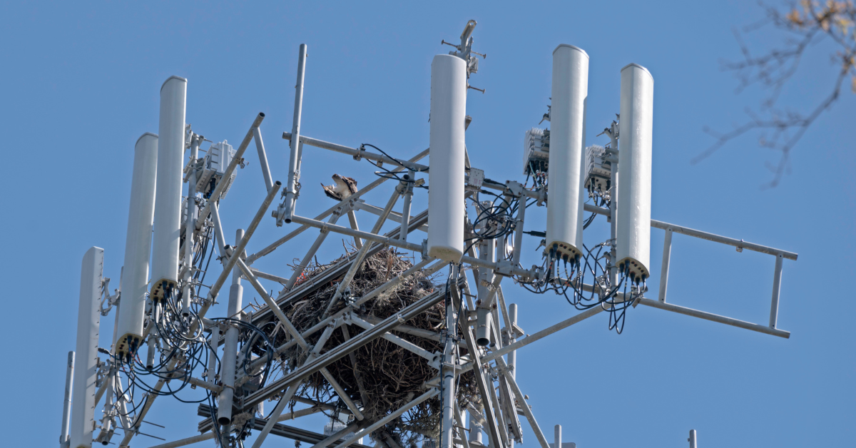 Telecom tower with eagles nest